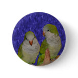 Baby Quaker Parrot Pair Animal Button