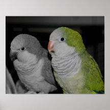 Baby Quaker Parrots Black And White Poster
