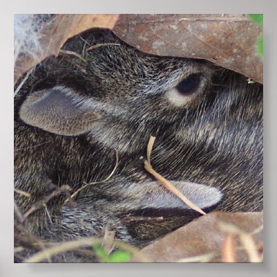 Baby rabbits poster by chrhen2007