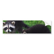 Baby Raccoons Bumper Stickers