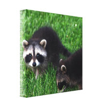 Baby Raccoons  Canvas Print