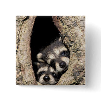 Baby raccoons in tree cavity Procyon