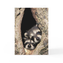 Baby raccoons in tree cavity Procyon