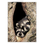 Baby raccoons in tree cavity Procyon Greeting Cards