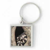 Baby raccoons in tree cavity Procyon