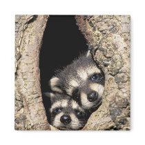 Baby raccoons in tree cavity Procyon