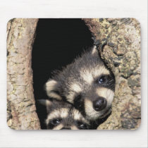 Baby raccoons in tree cavity Procyon