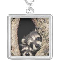 Baby raccoons in tree cavity Procyon