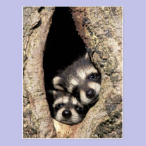 Baby raccoons in tree cavity Procyon postcards