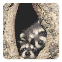 Baby raccoons in tree cavity Procyon