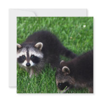 Baby Raccoons  Invitations