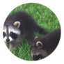 Baby Raccoons Stickers