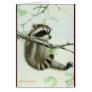 Baby Racoon Texas Mesquite Tree