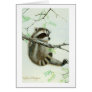 Baby Racoon Texas Mesquite Tree