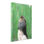 Baby Redwing Blackbird Stretched Canvas Prints
