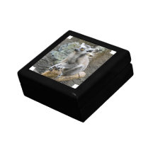 Baby Ringtailed Lemur Gift Box