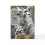 Baby Ringtailed Lemur  Greeting Card