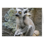 Baby Ringtailed Lemur  Greeting Card