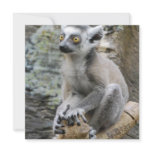 Baby Ringtailed Lemur Invitations
