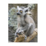 Baby Ringtailed Lemur  Postcard
