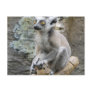 Baby Ringtailed Lemur  Postcard