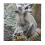 Baby Ringtailed Lemur Tile