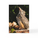 Baby Robin cards