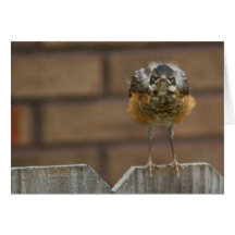Baby Robin Card