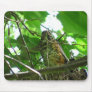 Baby Robin ~ mousepad
