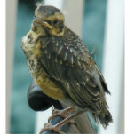 Baby Robin Photo Sculptures