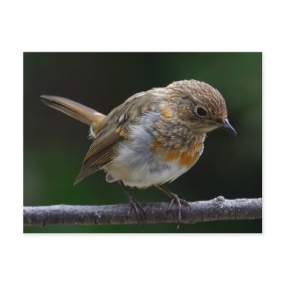 Baby Robin Postcard by Welshpixels