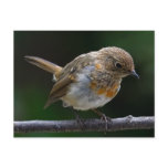 Baby Robin Postcard