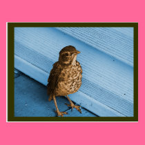 Baby robin postcard postcards