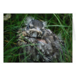 Baby Robin's First Spring Greeting Cards