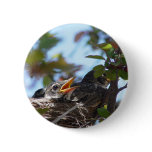 Baby Robins in the Nest Button