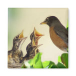 Baby Robins Magnet