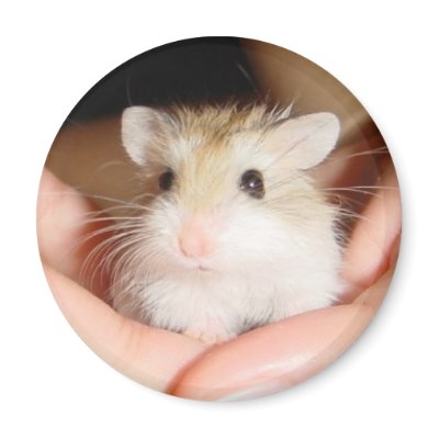 Baby Robo on hand - Magnet by roborovskihamsters