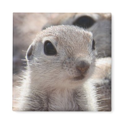 Baby Round-tailed Squirrel Magnet by poozybear