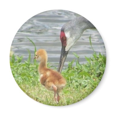 Baby Sandhill Crane Refrigerator Magnet by eaglelady1