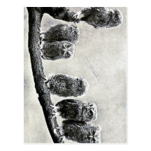 Baby Screech Owls Postcard