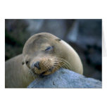 Baby sea lion, Galapagos Islands Greeting Card