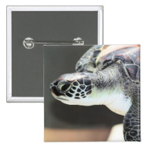 Baby Sea Turtle Button