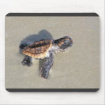 Baby Sea Turtle, Just Hatched