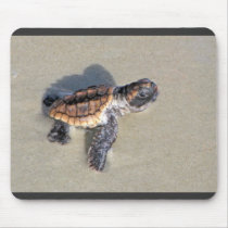 Baby Sea Turtle, Just Hatched