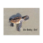 Baby Sea Turtle, Just Hatched