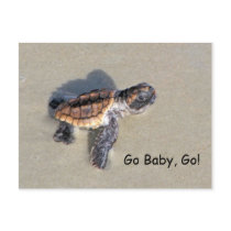 Baby Sea Turtle, Just Hatched