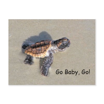 Baby Sea Turtle, Just Hatched by anglerwoman