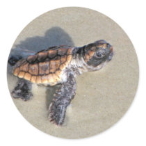 Baby Sea Turtle, Just Hatched