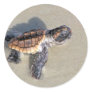 Baby Sea Turtle, Just Hatched