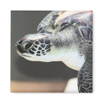 Baby Sea Turtle Magnet